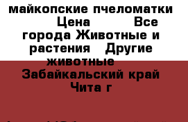  майкопские пчеломатки F-1  › Цена ­ 800 - Все города Животные и растения » Другие животные   . Забайкальский край,Чита г.